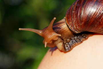 the big Achatina snail