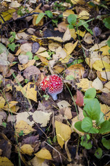 Fly agaric in the wood