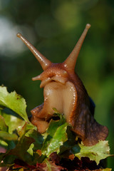 the big Achatina snail