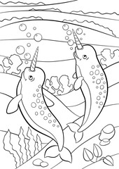search photos narwhal