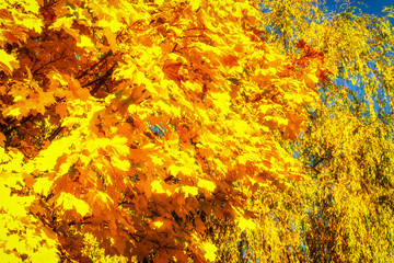 Beautiful colorful autumn.