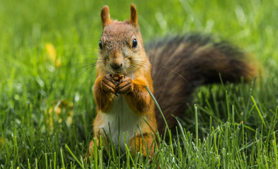 squirrel