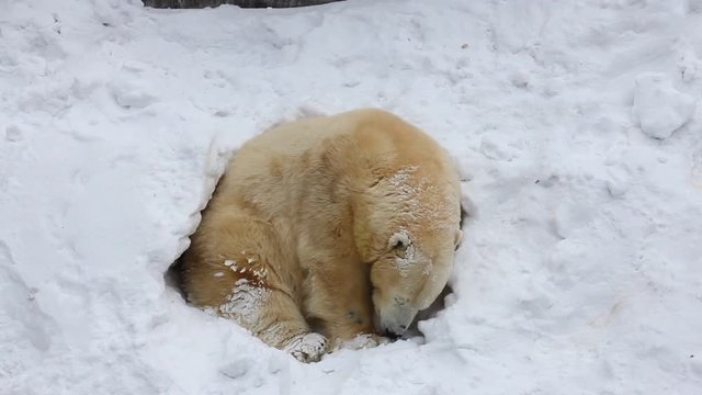 Dig A Den Polar Bear Digging Den
