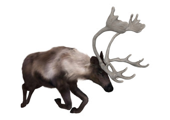 3D Rendering Caribou on White