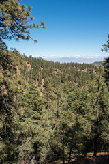Views from Mount Pinos, California