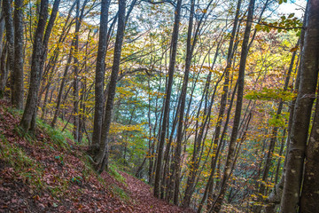 Country path running through the woods on an autumn day / beech forest