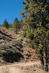 Fototapeta na wymiar Trails around Mount Pinos, California