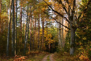 Autumn forest