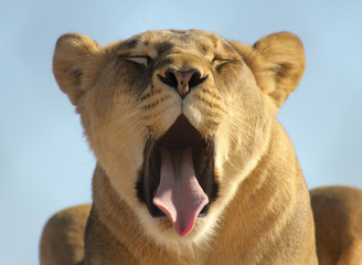 A Portrait of an African Lion Female Yawning - 124627378