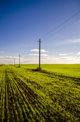 The green field in sunny autumn day