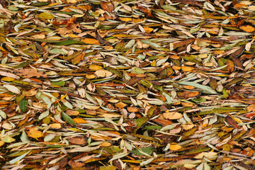 Fallen leaves on water surface