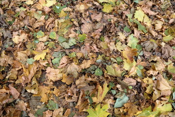 Fallen autumn leaves of trees and plants. Texture