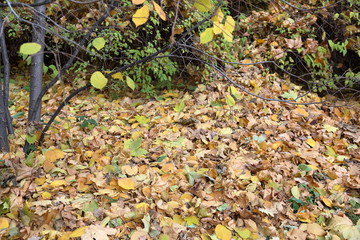 Fallen autumn leaves of trees and plants. Texture