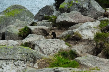 Ukryta Kaczka © poetryandrock