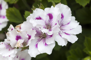 pink pelargonium flowers blooming. full length photo