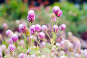 Globe Amaranth Flower with selective focus and blurred backgroun