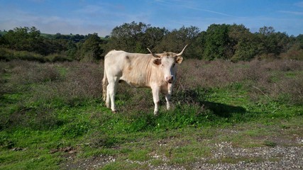 razza bovina romagnola