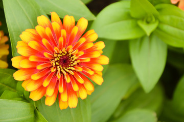 Zinnia