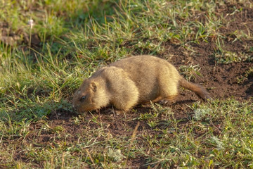 beautiful marmots on the green meadow