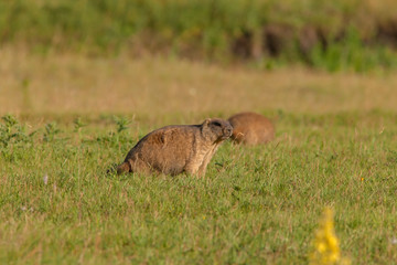 beautiful marmots on the green meadow