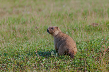 beautiful marmots on the green meadow