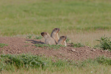 beautiful marmots on the green meadow