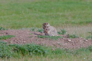 beautiful marmots on the green meadow