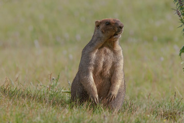 beautiful marmots on the green meadow