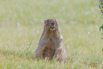 beautiful marmots on the green meadow