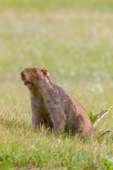 beautiful marmots on the green meadow
