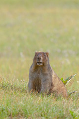 beautiful marmots on the green meadow