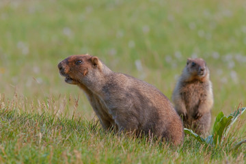 beautiful marmots on the green meadow