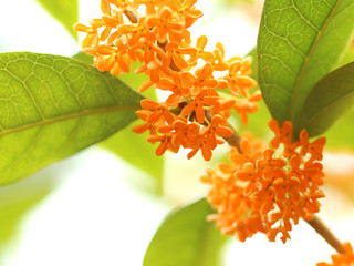 キンモクセイ　オレンジ色の花