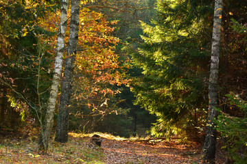 Dirt road in autumn forest