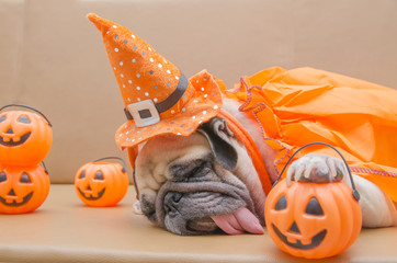 Cute pug dog with costume of happy halloween day sleep rest on s