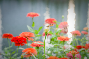 zinnia flower with a dragonfly in flower field and building background