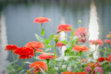 zinnia flower with a dragonfly in flower field and building background