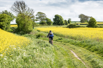 Moutain biker in a rapeseed field