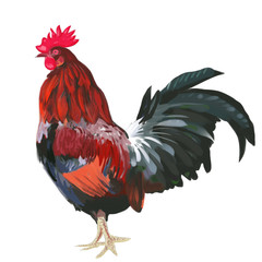 cock, color, brush, white background, one, isolated