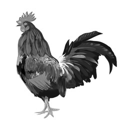 cock, brush, stroke, white background, one, isolated, black and white