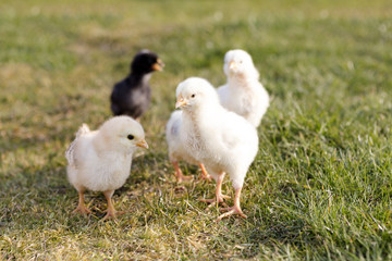 Newborn chicken on a meadow
