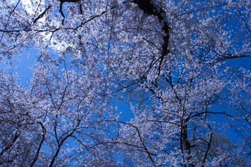 Obraz na płótnie Canvas Spring flowering trees 