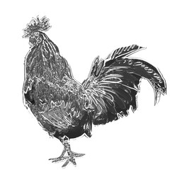 rooster, white background, one, chrome, metal, rooster year, new year, christmas © ksunec