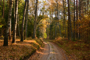 Fototapeta premium Dirt road in autumn forest
