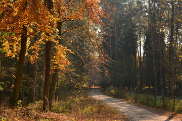 Dirt road in autumn forest