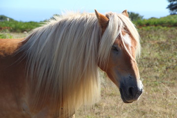 Poney Haflinger au pr&eacute;