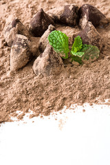 Homemade chocolate truffles and mint isolated on white background

