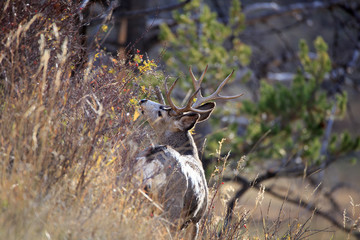 Mule Deer Buck.