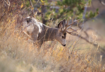 Mule Deer Buck.
