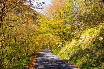Country path running through the woods on an autumn day